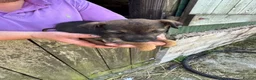 Mixed Breed dogs for sale: Jack Russel x Border Terrier Pups For sale in Welshpool - Advert 4