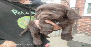 Cocker Spaniel dogs - Advert 15