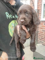 Cocker Spaniel dogs - Advert 8