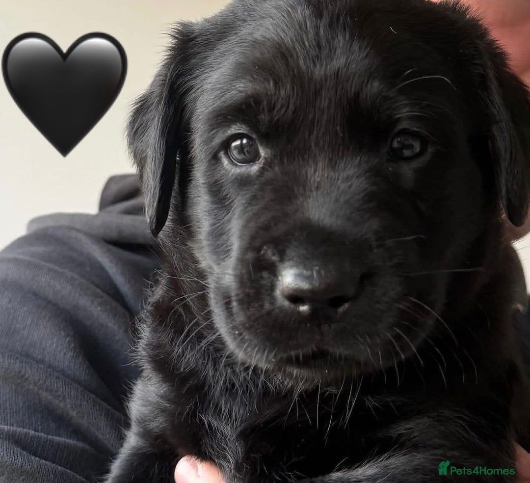 Labrador Retriever dogs for sale: Labrador Puppies  - Advert 3