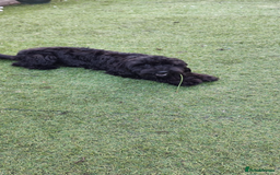 Cockapoo dogs for sale: 2 beautiful F2 cockapoos  - Image 8