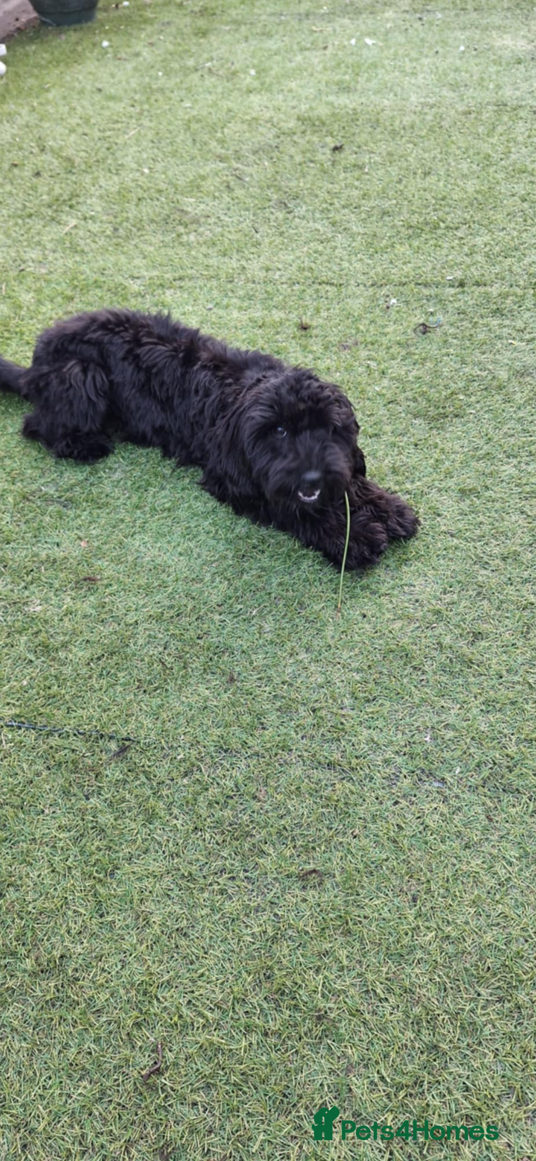 Cockapoo dogs for sale: 2 beautiful F2 cockapoos  - Image 8