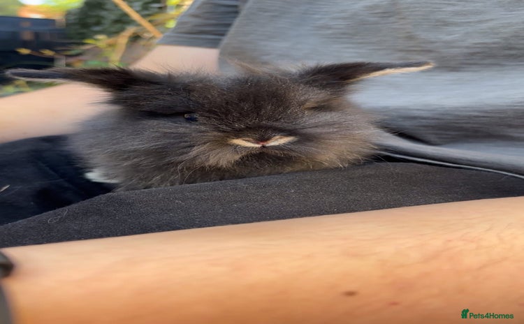 Lionhead rabbits - Advert 15