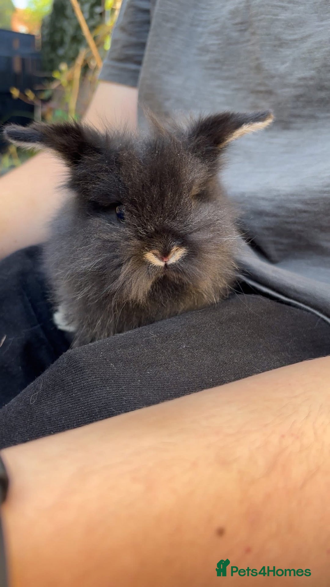 Lionhead rabbits for sale: 2 lionhead females - Image 1