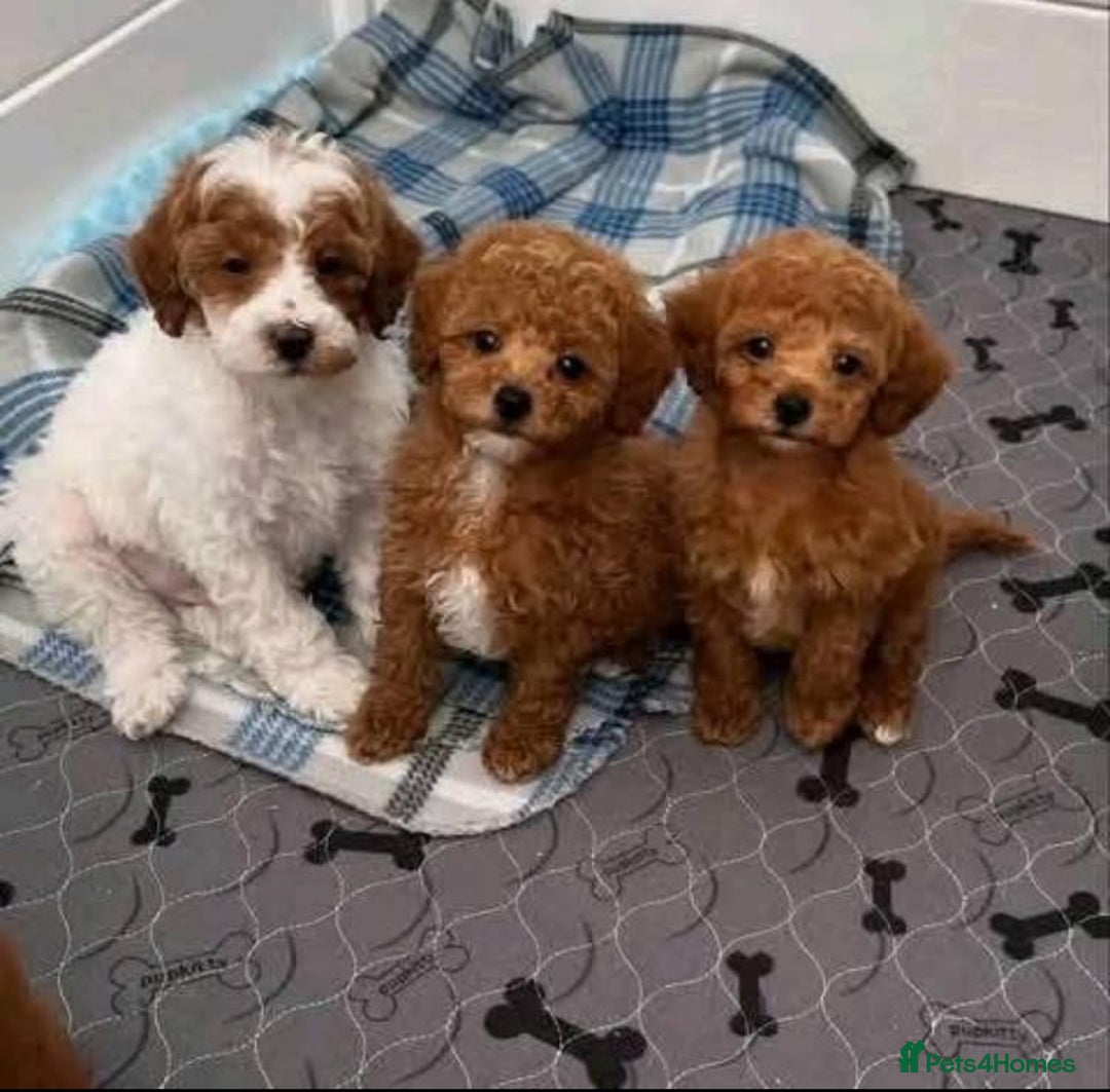 Cavapoo dogs for sale: Cavapoo puppies  - Advert 4