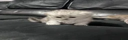 Persian cats for sale: Persian kittens  - Advert 12