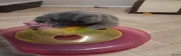 British Shorthair cats for sale: British shorthair kittens - Advert 5