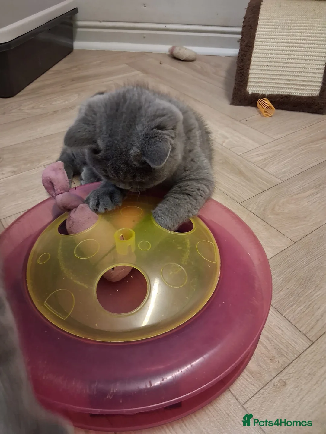 British Shorthair cats for sale: British shorthair kittens - Advert 5