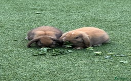 Mini Lop rabbits for sale: Mini Lop Pair - Image 1