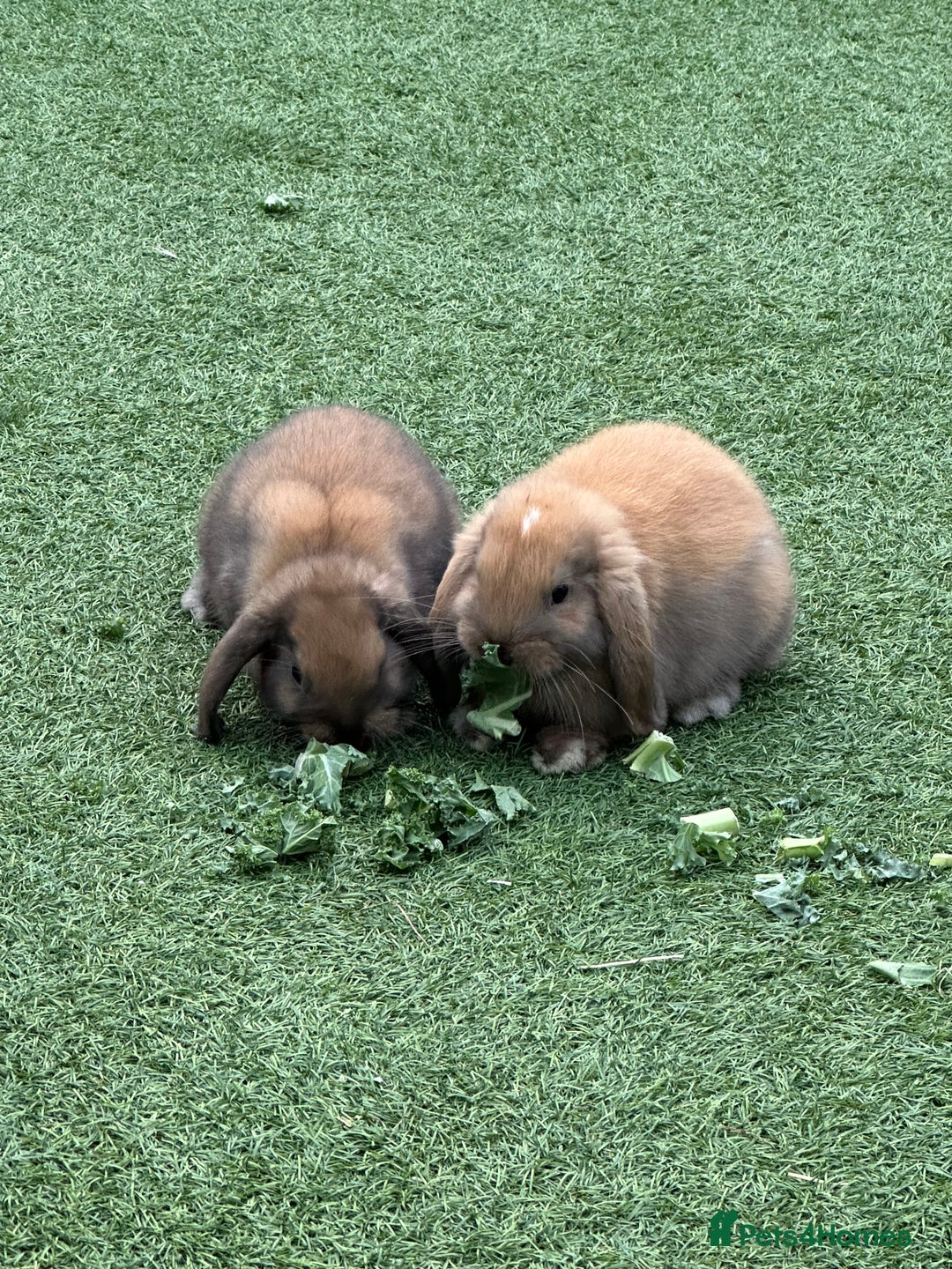 Mini Lop rabbits for sale: Mini Lop Pair - Image 1