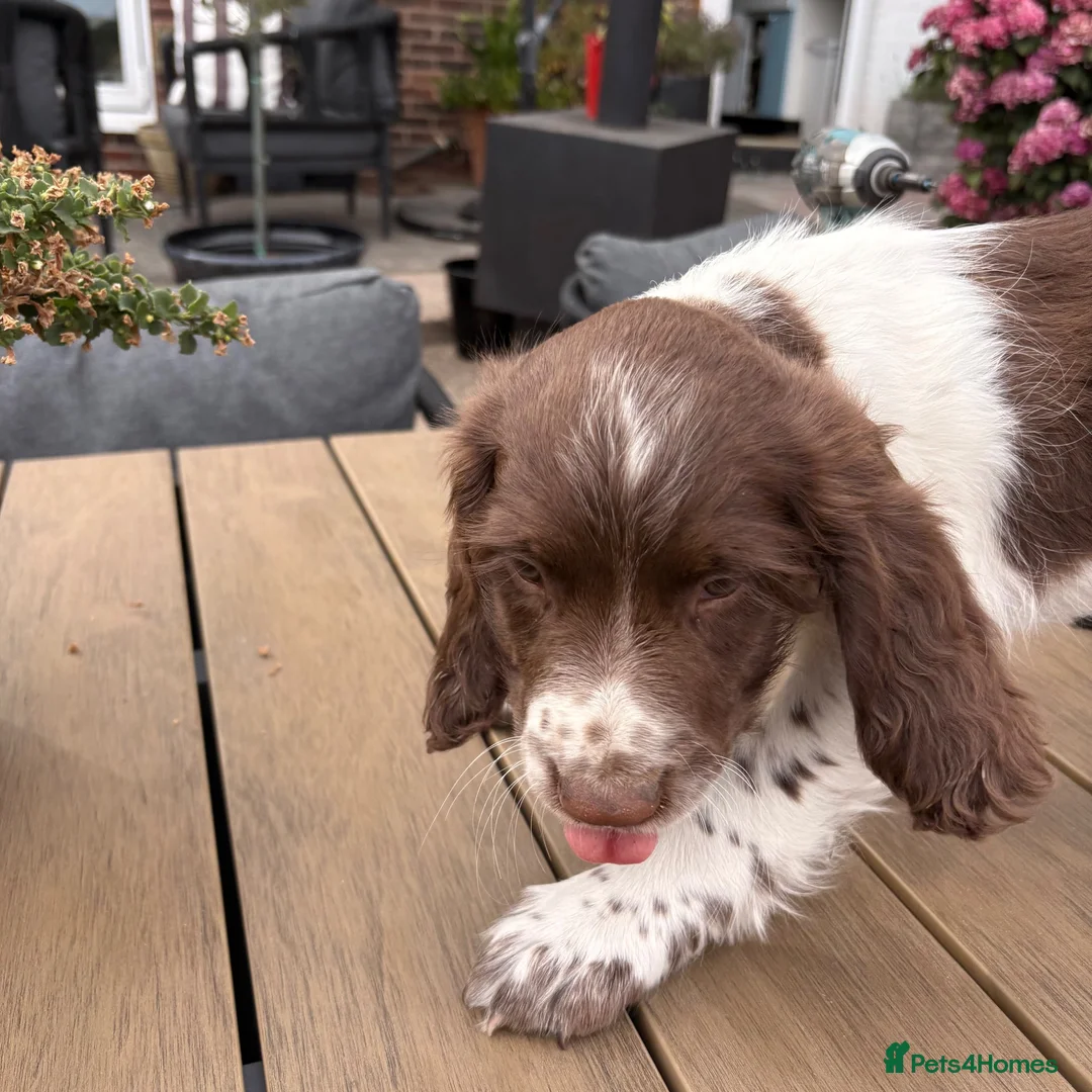 English Springer Spaniel dogs for sale: 1 working English springer spaniels - Advert 2