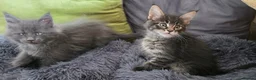 Maine Coon cats for sale: Maine coon kitten  - Advert 11