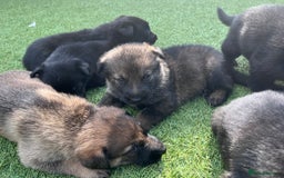German Shepherd dogs for sale: gorgeous kc reg working blood line German Shepard  - Image 8