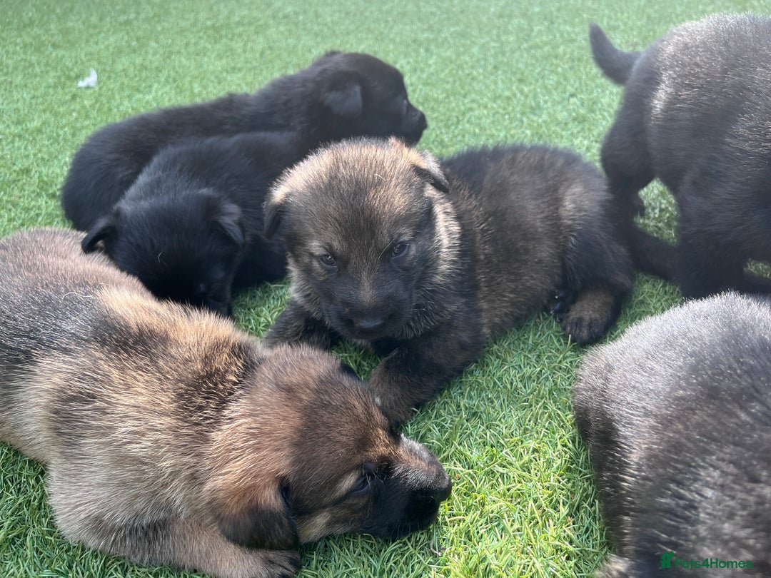 German Shepherd dogs for sale: gorgeous kc reg working blood line German Shepard  - Image 8
