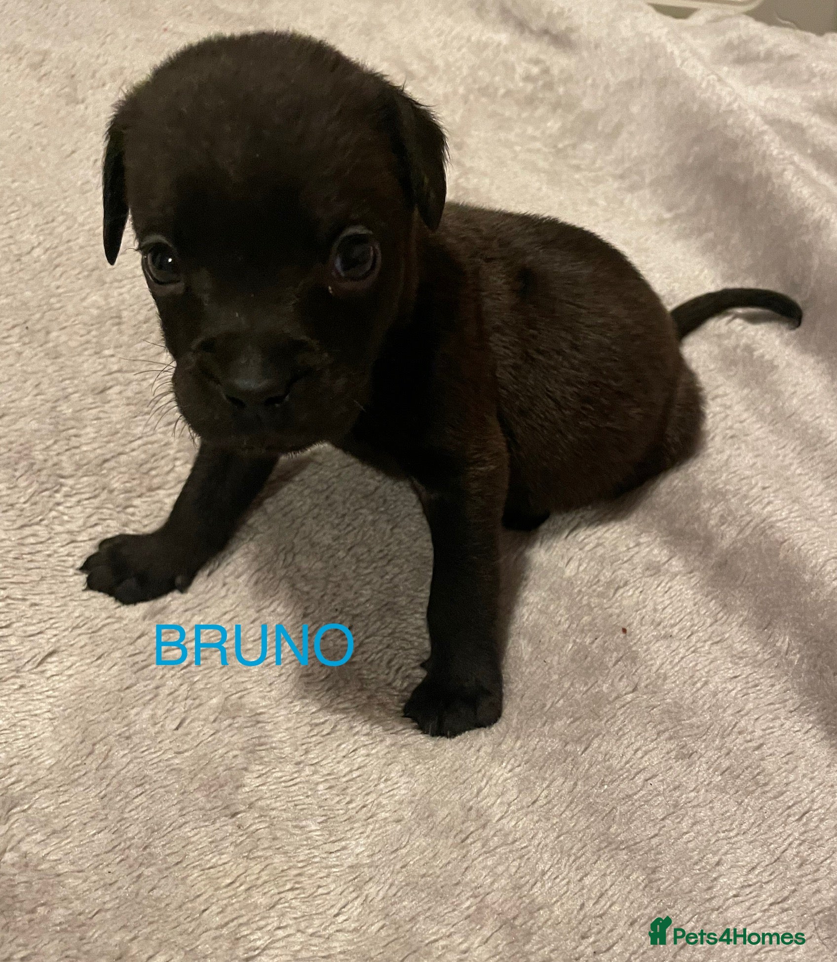 Mixed Breed dogs 1 BEAUT MALES & 1 PRINCESS FEMALE PUPPIES - Advert 6