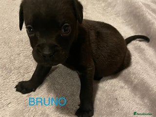 Mixed Breed dogs 1 BEAUT MALES & 1 PRINCESS FEMALE PUPPIES - Advert 2