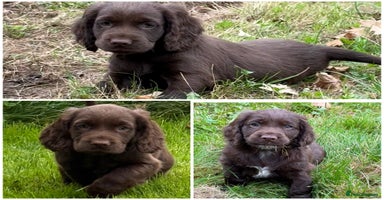 Cocker Spaniel dogs - Advert 2