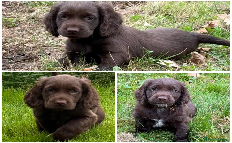 Cocker Spaniel dogs - Advert 13