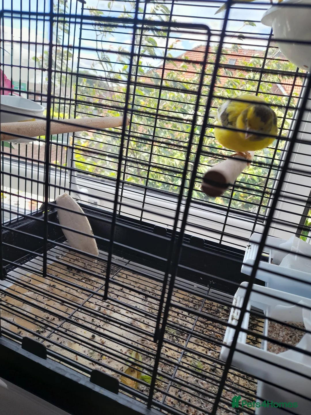 Canaries birds for sale: Canaries in Sunderland - Advert 2