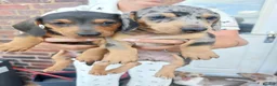 Dachshund dogs for sale: 3 male dachshund for sale  - Advert 5
