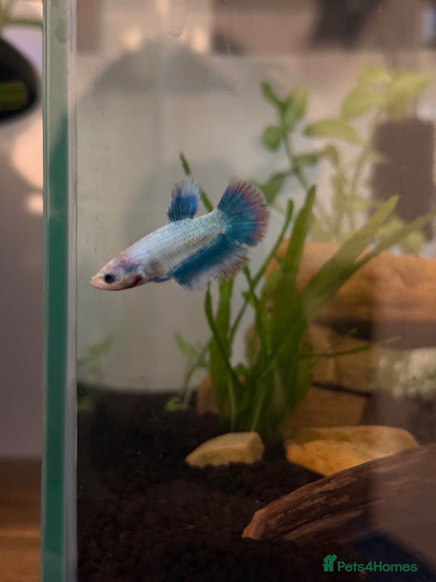 Bettas fish Betta plaket Female Two - Advert 1