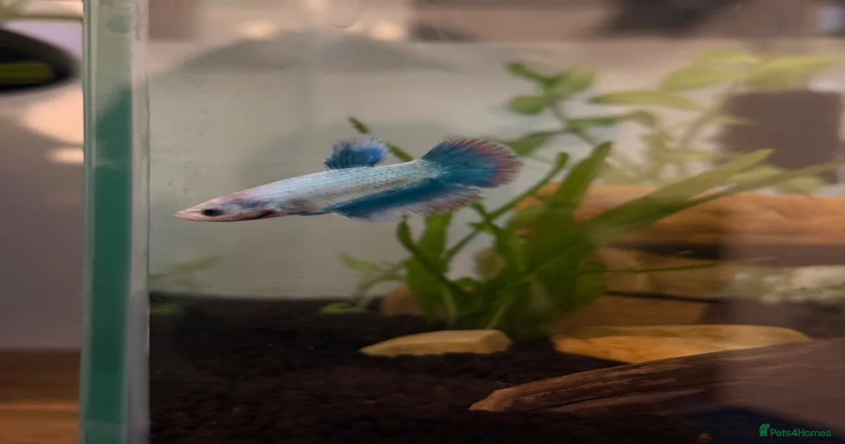 Betta fish Bettas Fish for sale | Pets4Homes
