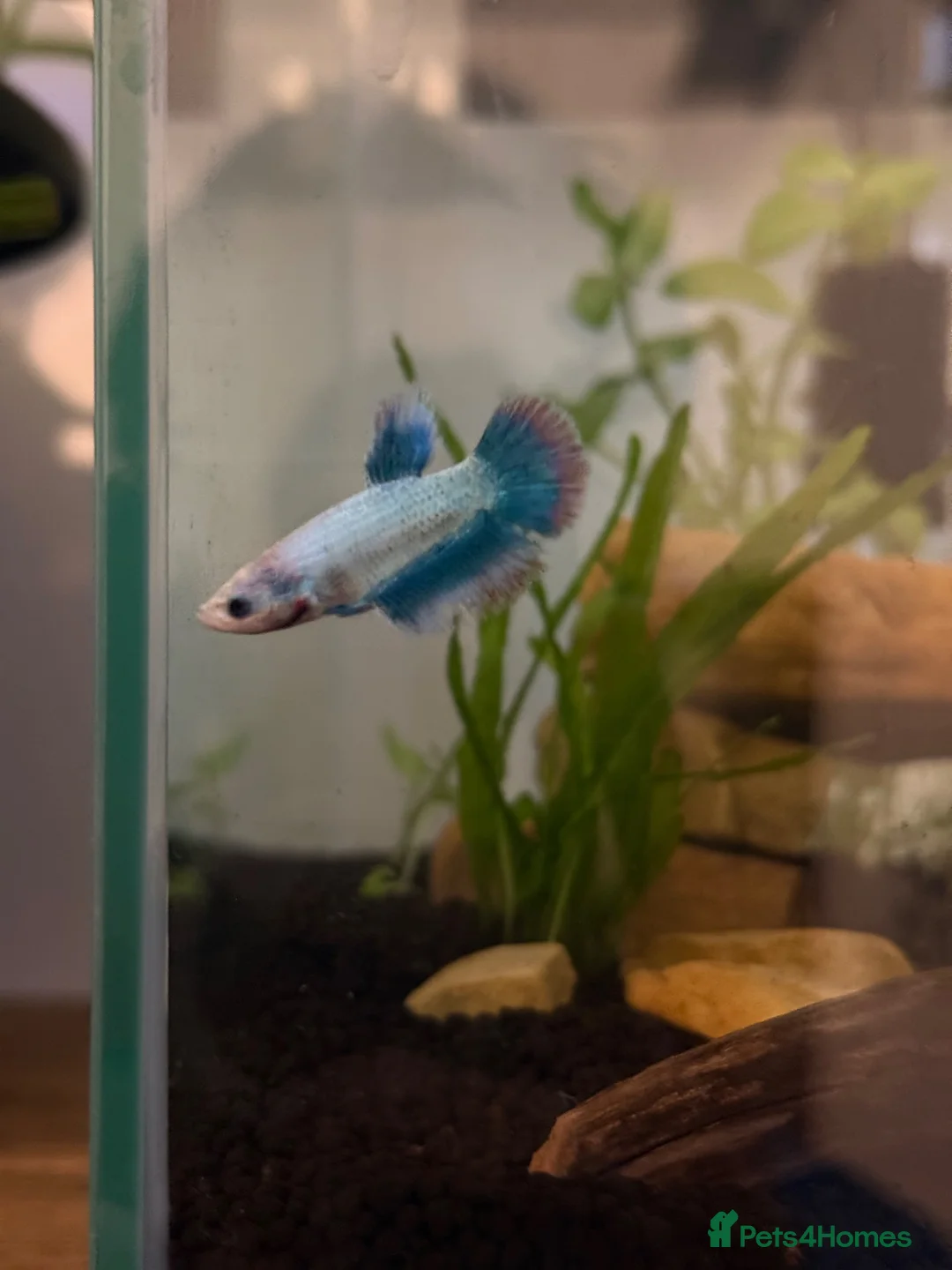 Bettas fish for sale: Betta plaket Female Two in Leicester - Advert 1