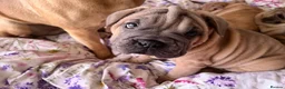 Mixed Breed dogs for sale: 6 lovely oripei cross fenchie puppies  - Advert 23