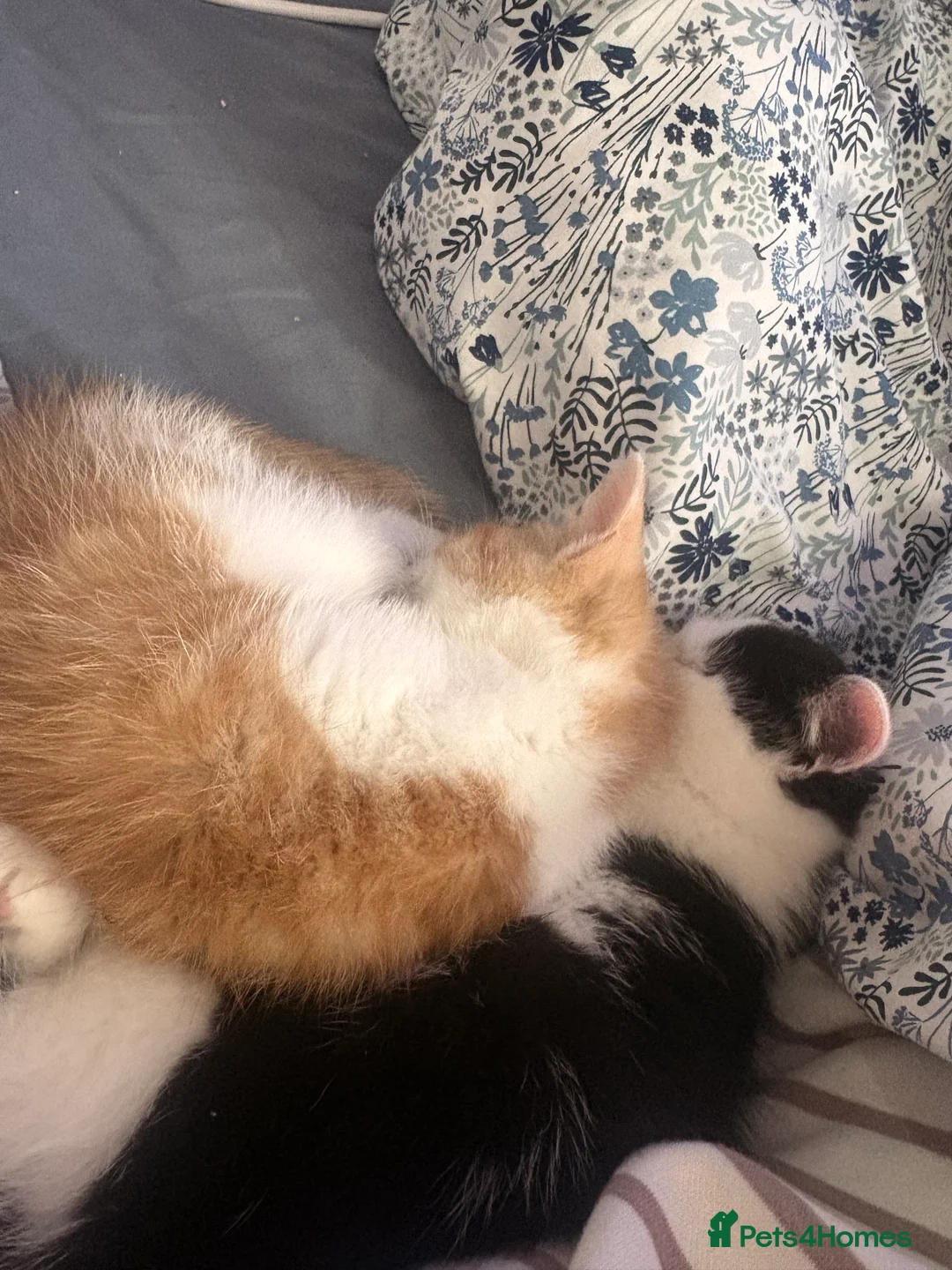 Mixed Breed cats for sale: Ninja & Nala  - Advert 5