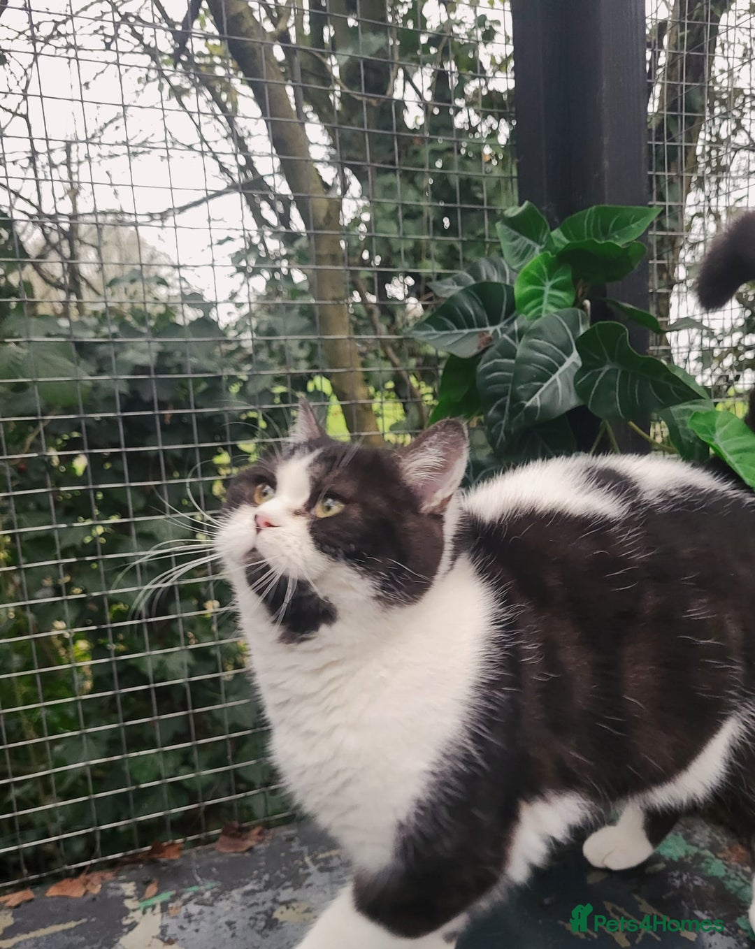 British Shorthair cats for sale: Most Perfect Teddy Bear - Available Now! - Advert 2