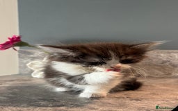 British Shorthair cats for sale: 🐾✨ READY for Their Forever Home ✨🐾 - Image 19