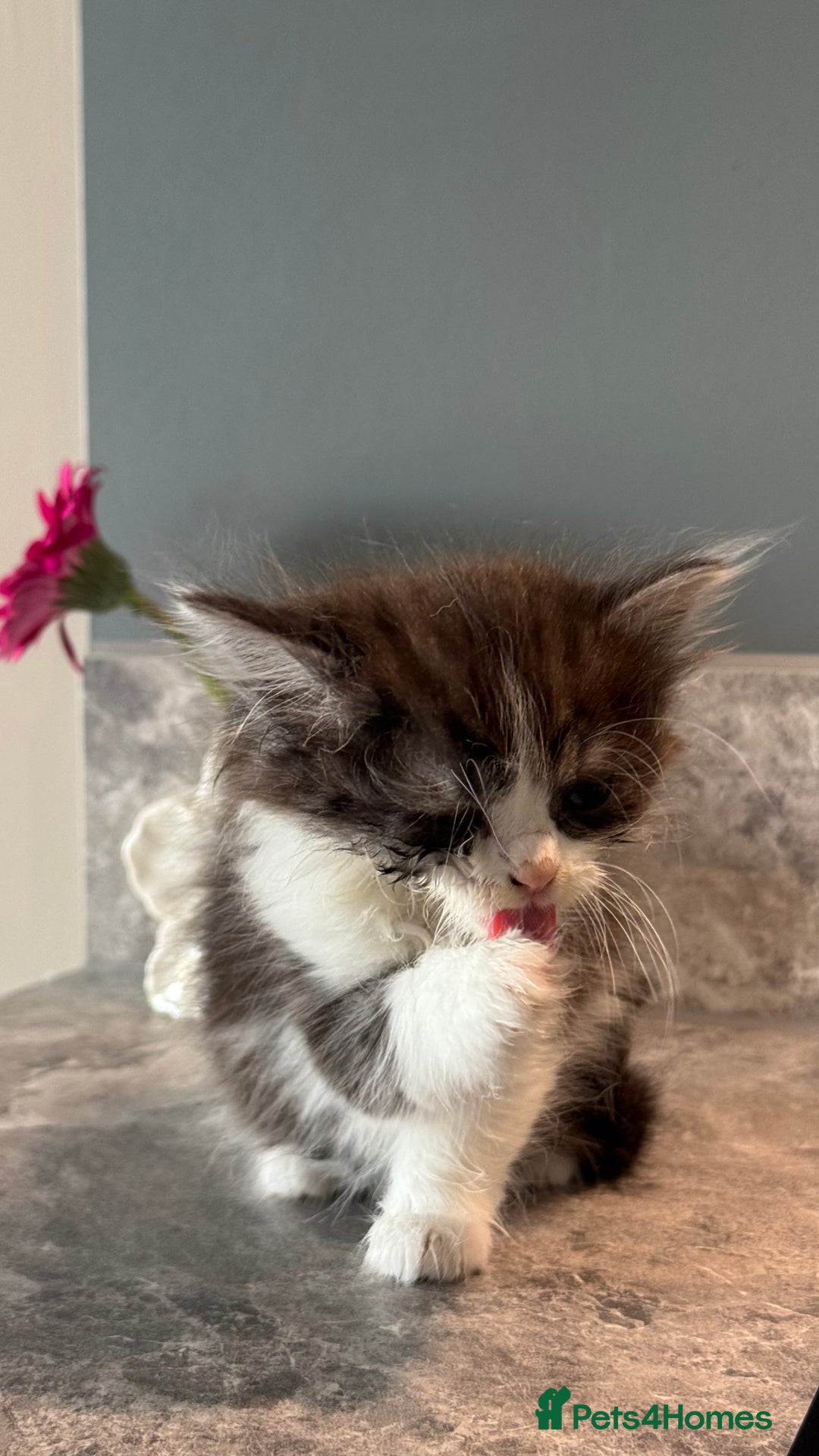 British Shorthair cats for sale: 🐾✨ READY for Their Forever Home ✨🐾 - Image 19