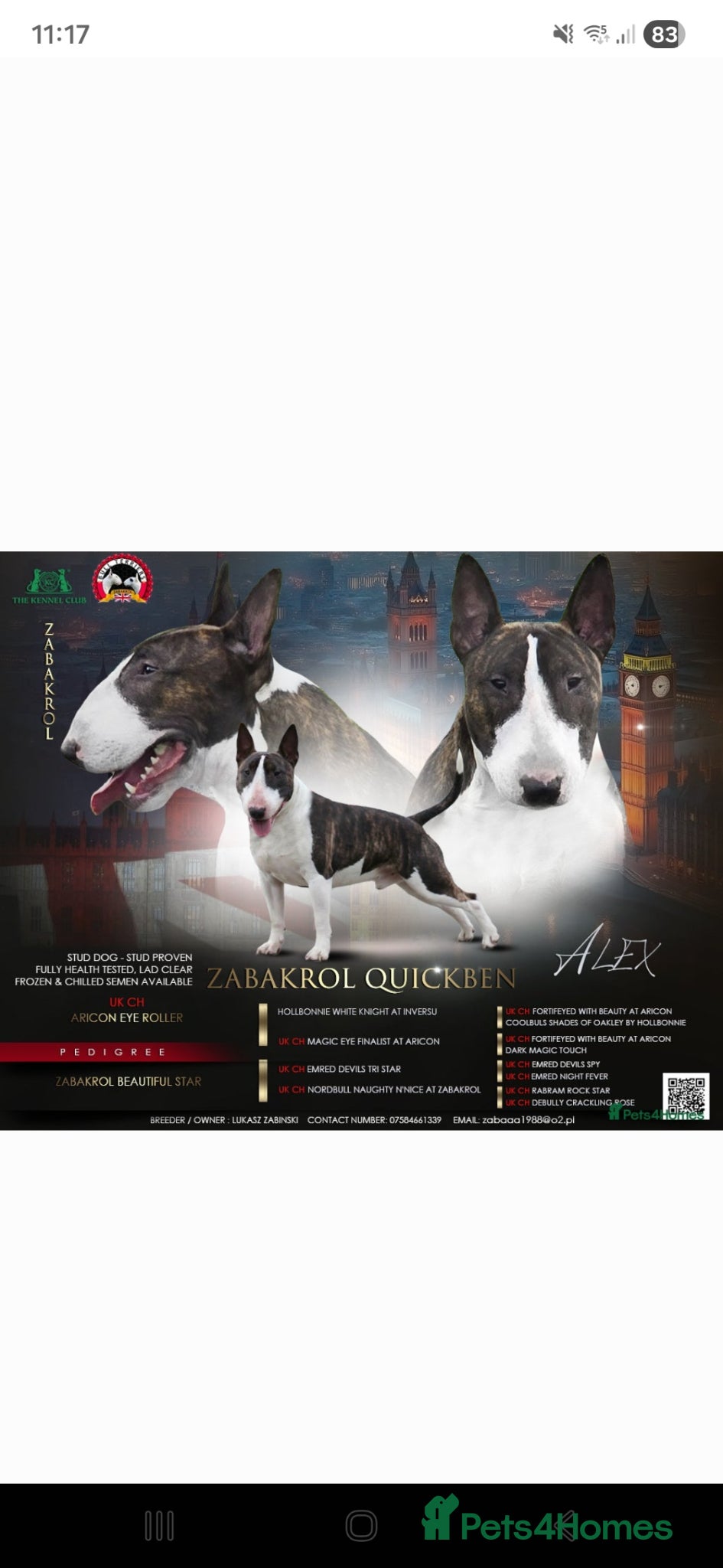 English Bull Terrier dogs for sale: KC English bullterrier puppies available  - Advert 3