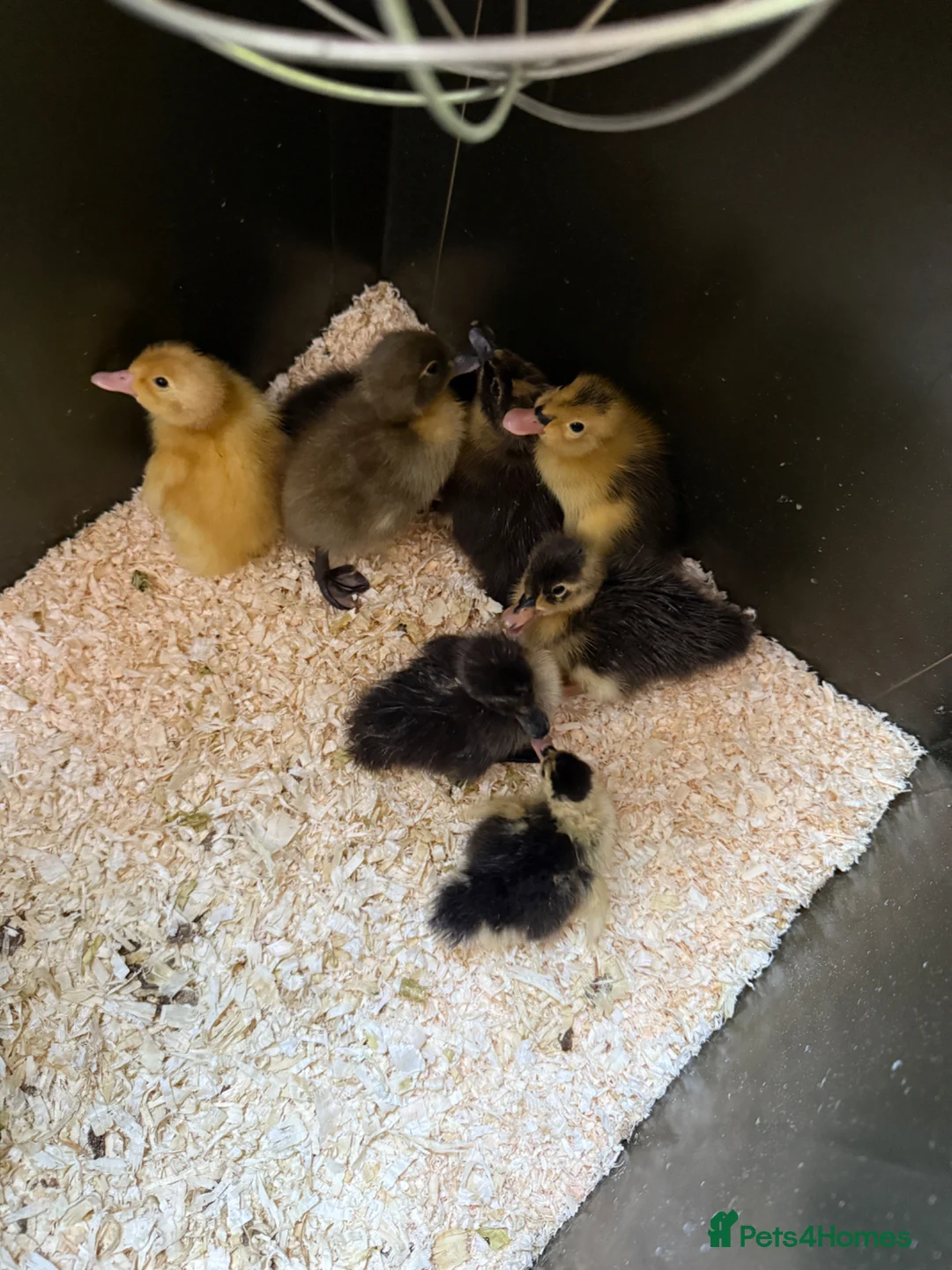 Ducks poultry for sale: Just hatched runner ducklings in Marlow - Advert 2