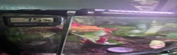 Frog reptiles for sale: Breeding pair of vittatus dart frogs with setup  in Barnsley - Advert 6