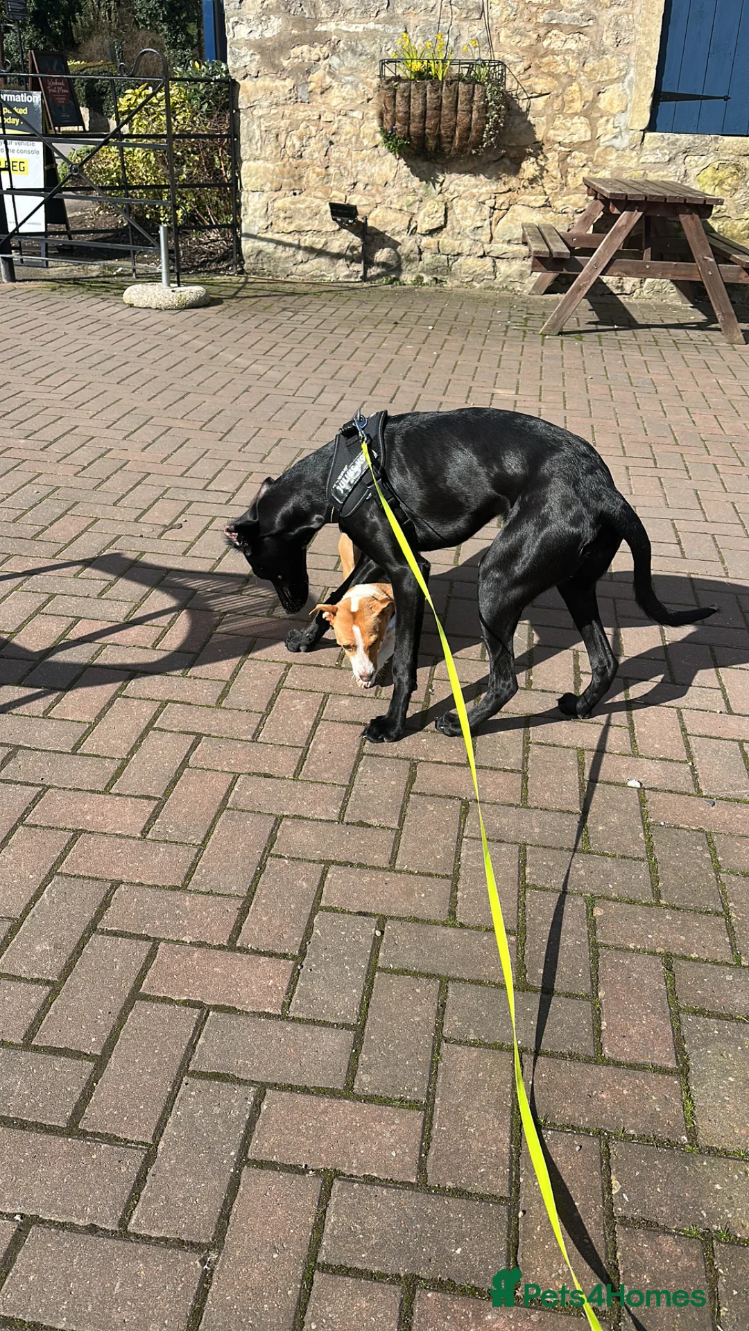 Mixed Breed dogs for sale: Saluki cross  in Mexborough - Advert 1