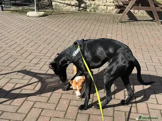 Mixed Breed dogs Saluki cross - Advert 1