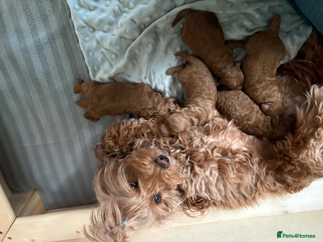 Cockapoo dogs for sale: Beautiful Cockapoo puppies, both parents DNAtested in Pontefract - Advert 1
