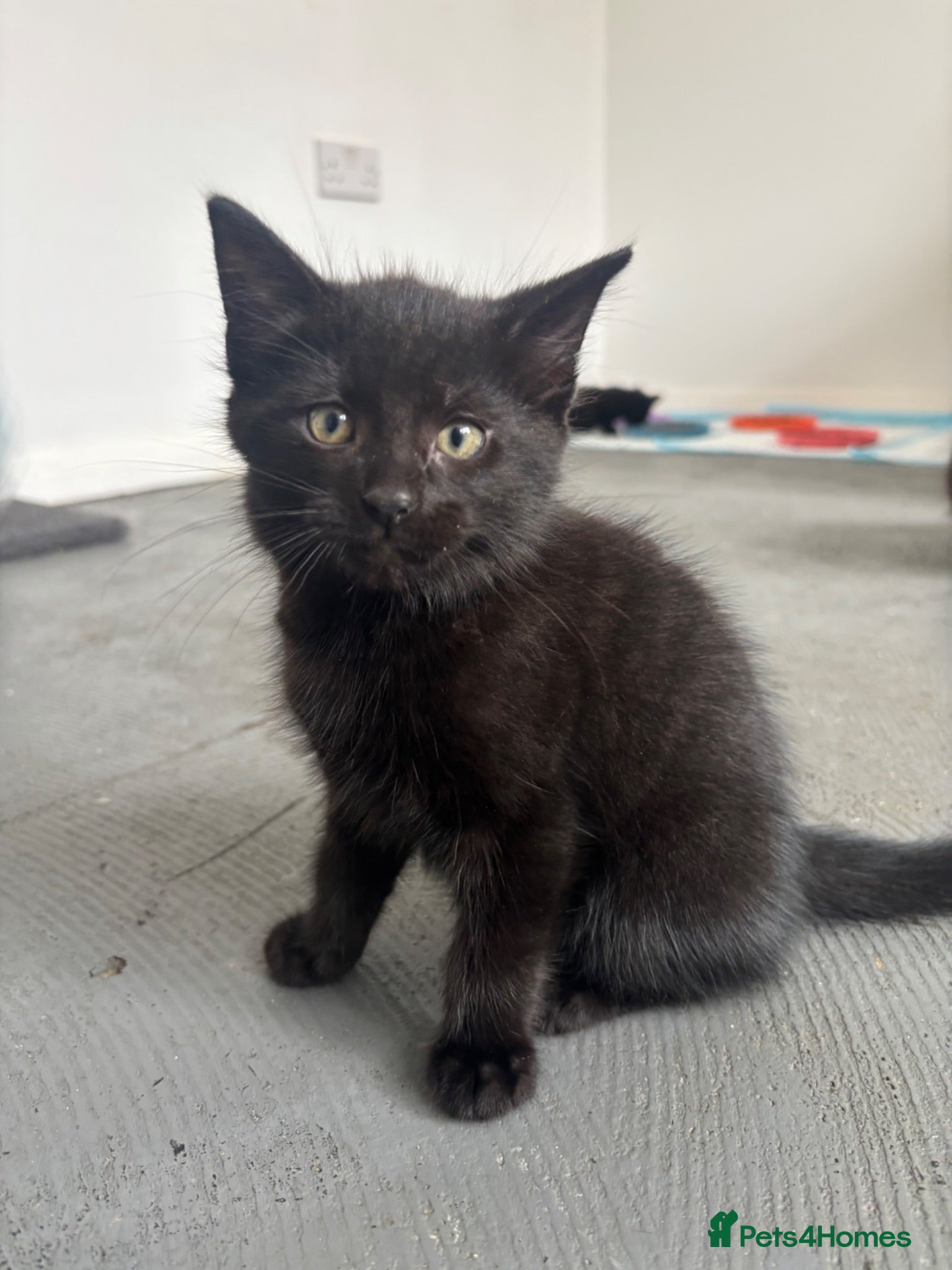 Mixed Breed cats Mixed gender black kittens  - Advert 8