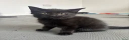 Mixed Breed cats for sale: Mixed gender black kittens  - Advert 21
