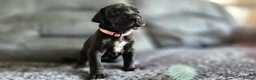 Great Dane dogs for sale: Exceptional Great Dane puppies 🐶  - Advert 8