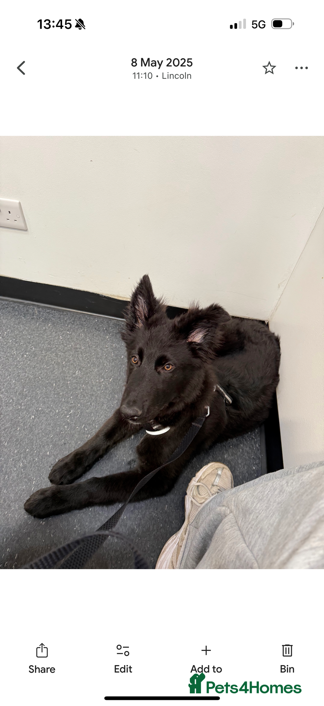 German Shepherd dogs for sale: Urgent! Stunning gsd for sale - Image 2