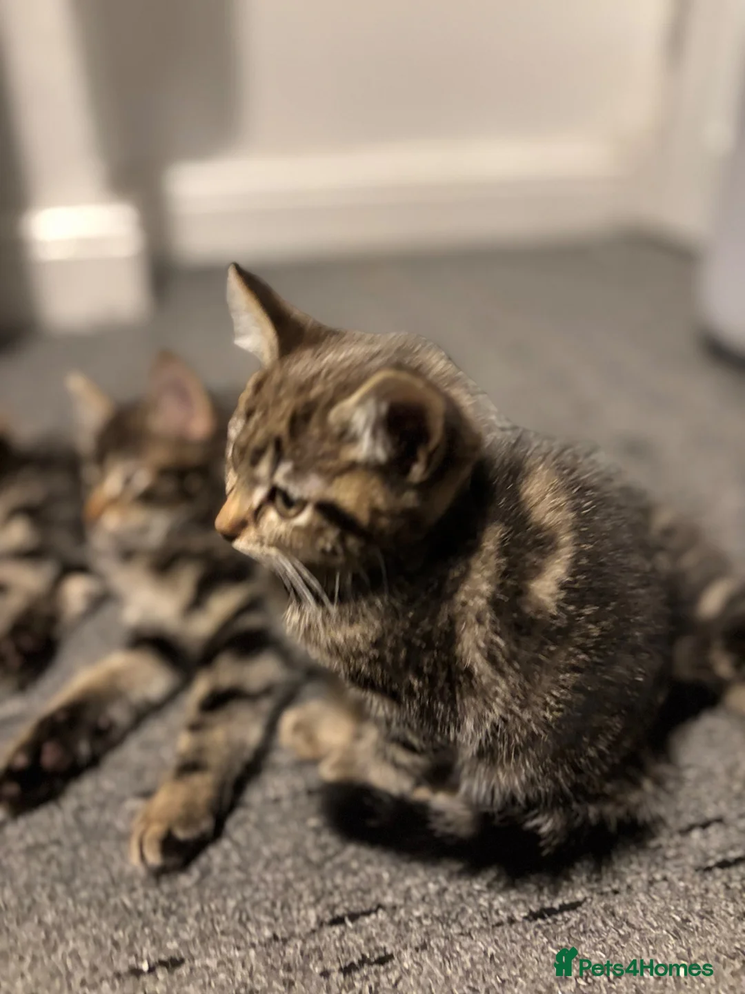 Mixed Breed cats for sale: Cute Kittens For Sale - Advert 13