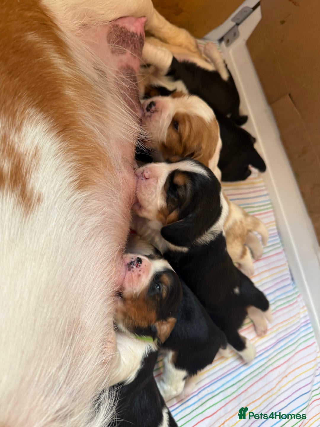 Beaglier dogs for sale: Beautiful Girl Puppies Looking for Loving Homes - Advert 6
