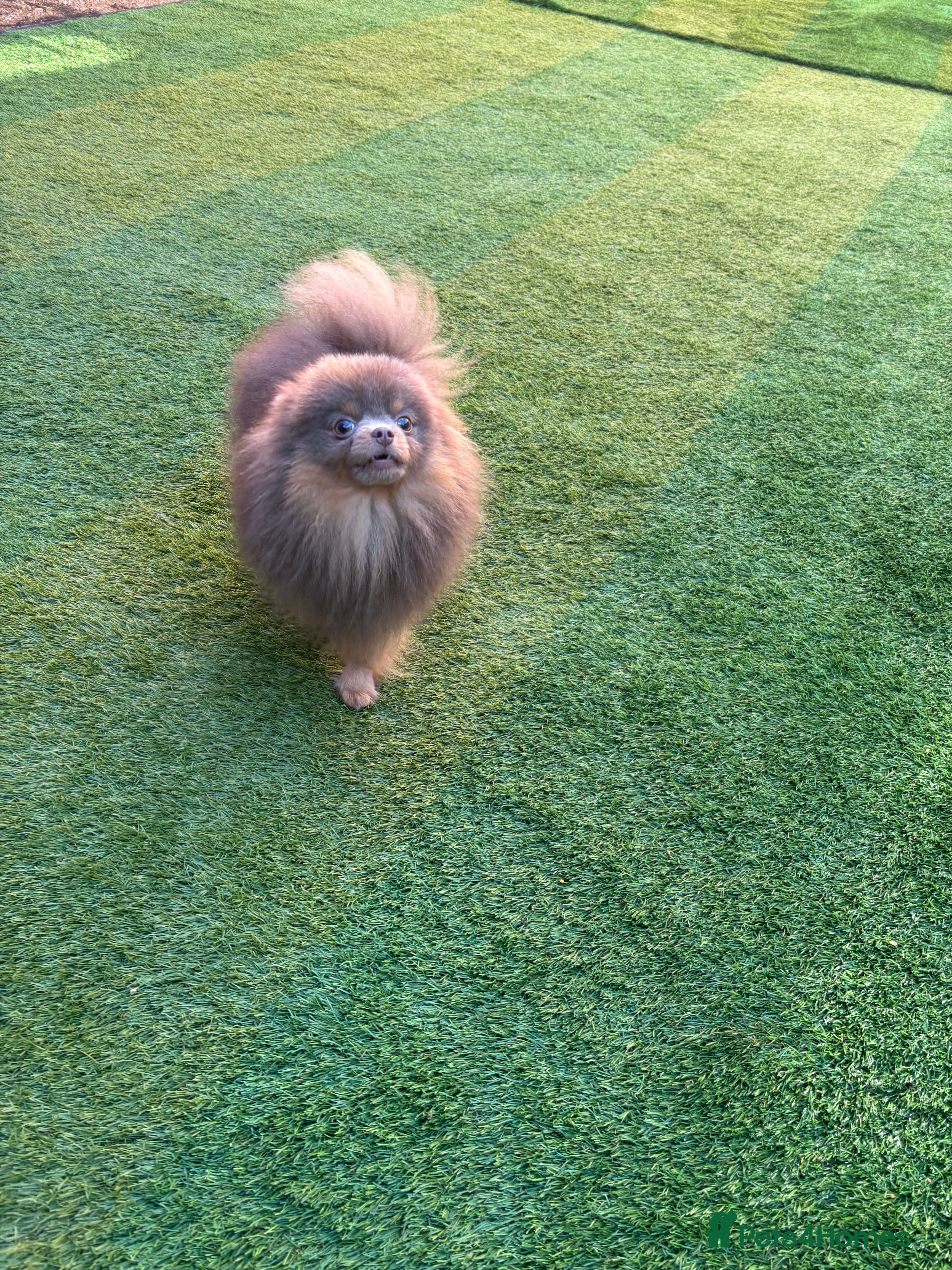 Pomeranian dogs 1.6kgPuppysize teddybear lilac and tan Pomeranian  - Advert 9