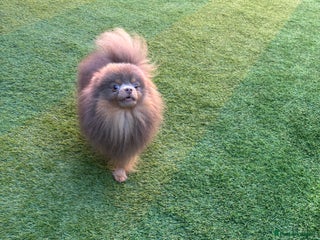 Pomeranian dogs 1.6kgPuppysize teddybear lilac and tan Pomeranian - Advert 9