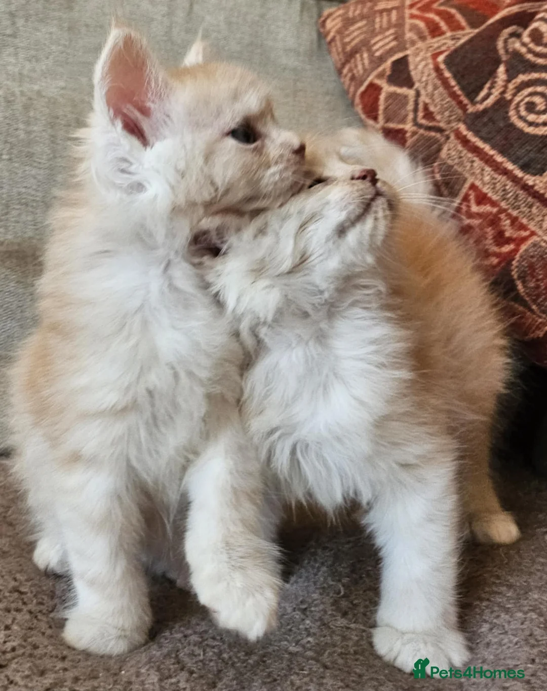 Maine Coon cats for sale: XXL Exceptional Pedigree Kittens Russian line - Advert 16