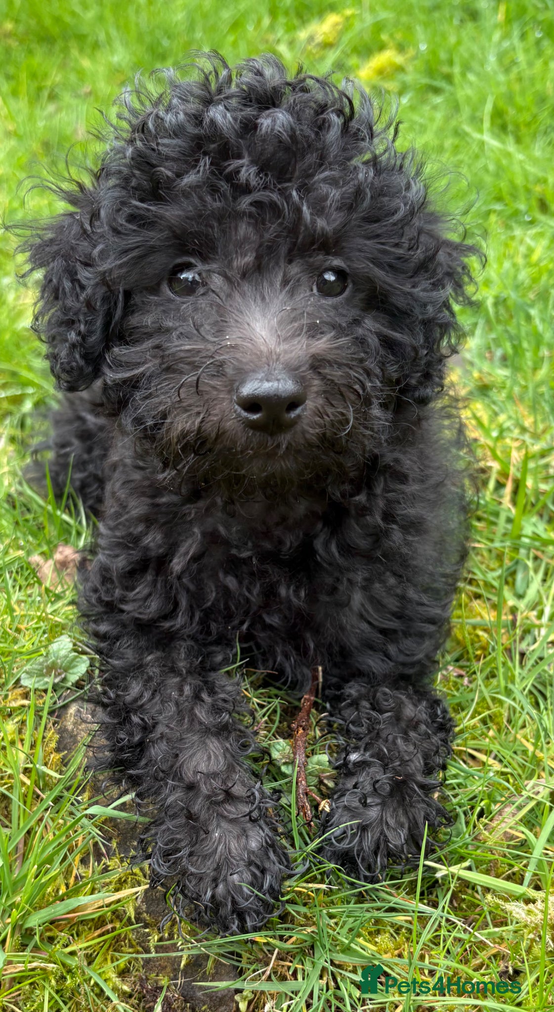 Jackapoo dogs Mini Jackapoo Puppy – 1 Boy Remaining - Advert 7