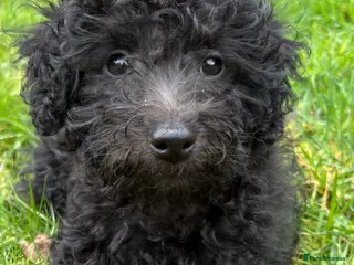 Jackapoo dogs Mini Jackapoo Puppy – 1 Boy Remaining - Advert 7