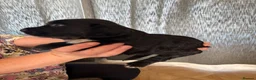 Cocker Spaniel dogs for sale: Beautiful cocker spaniels puppies  - Advert 9